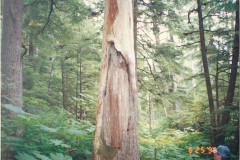 EC-Modified-Trees-6-26-96_003