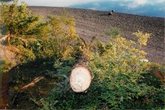 EC-Modified-Trees-6-26-96_015