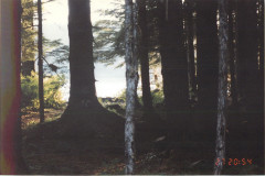 EC-Modified-Trees-6-26-96_020