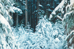 Echo-Cove-Log-Area-Jan-96_005