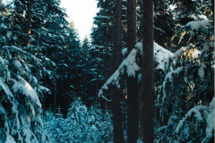 Echo-Cove-Log-Area-Jan-96_007