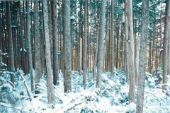 Echo-Cove-Log-Area-Jan-96_008