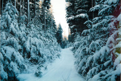 Echo-Cove-Log-Area-Jan-96_012
