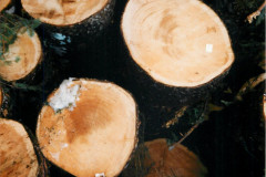 Echo-Cove-Logging-4-13-97_012